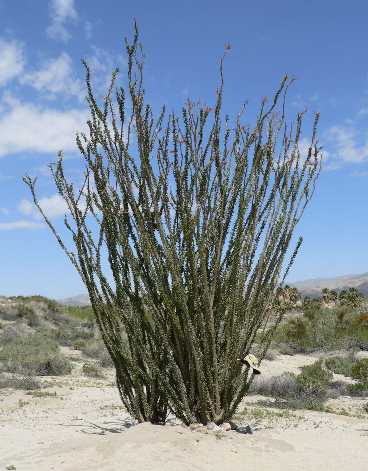 Garden Sage-ocotillo